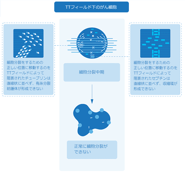 TTフィールド下のがん細胞